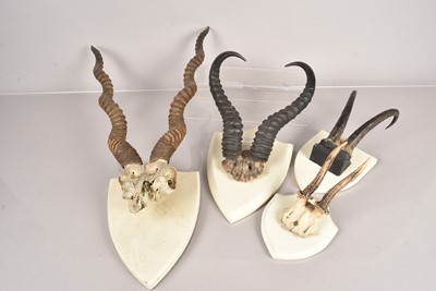 Lot 246 - A group of four mounted skulls
