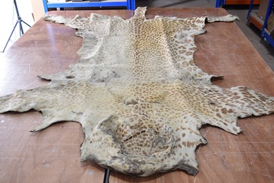 Lot 247 - A vintage Leopard skin