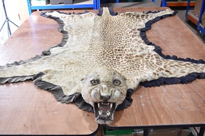Lot 248 - An antique Leopard skin by Vaningen & Vaningen