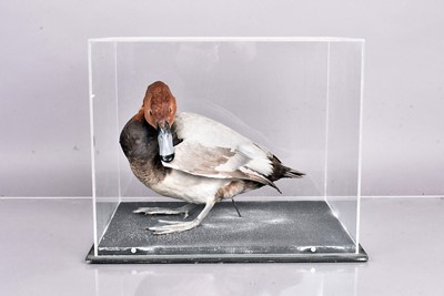 Lot 396 - Taxidermy