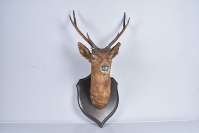 Lot 403 - Roland Ward (1848-1912)