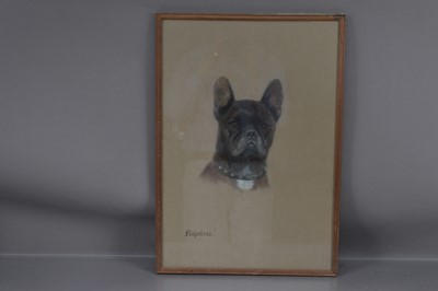 Lot 572 - Beatrice M White (1918-1995) "Portrait of a French Bulldog 'Napoleon'"