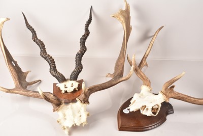 Lot 203 - Three pairs of Antlers