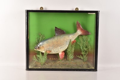 Lot 205 - Taxidermy
