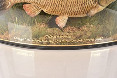Lot 206 - Taxidermy