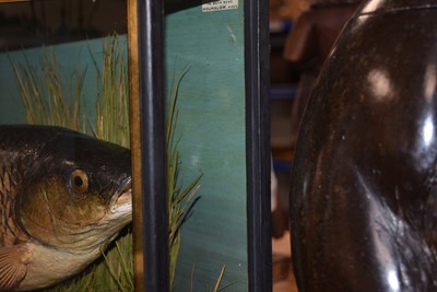 Lot 206 - Taxidermy