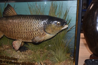 Lot 206 - Taxidermy