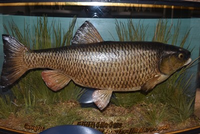 Lot 206 - Taxidermy