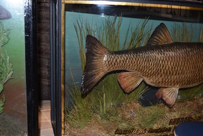 Lot 206 - Taxidermy