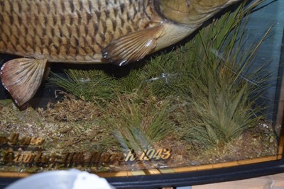 Lot 206 - Taxidermy