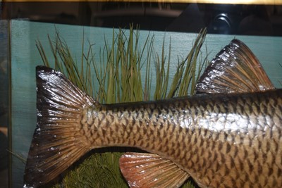 Lot 206 - Taxidermy