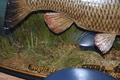 Lot 206 - Taxidermy