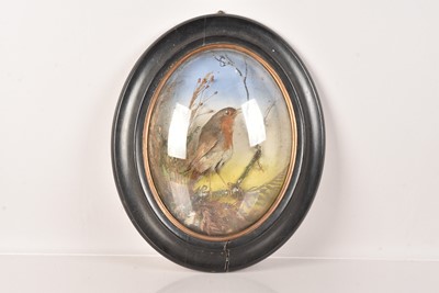 Lot 218 - European Robin (Erithacus Rubecula)