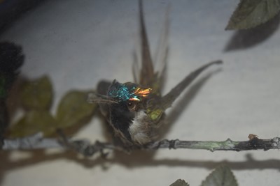 Lot 220 - A large Exotic Bird wall mounted Taxidermy Diorama