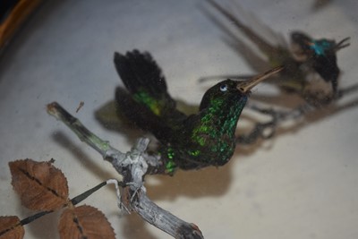 Lot 220 - A large Exotic Bird wall mounted Taxidermy Diorama