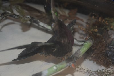 Lot 220 - A large Exotic Bird wall mounted Taxidermy Diorama
