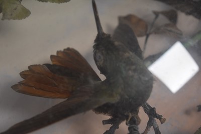 Lot 220 - A large Exotic Bird wall mounted Taxidermy Diorama