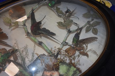 Lot 220 - A large Exotic Bird wall mounted Taxidermy Diorama