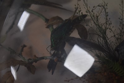 Lot 220 - A large Exotic Bird wall mounted Taxidermy Diorama