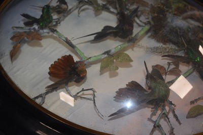 Lot 220 - A large Exotic Bird wall mounted Taxidermy Diorama