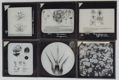Lot 21 - 3¼ Magic Lantern Slides