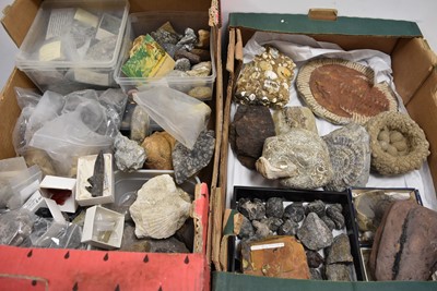 Lot 277 - A Quantity of Fossils