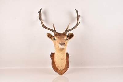Lot 373 - Taxidermy
