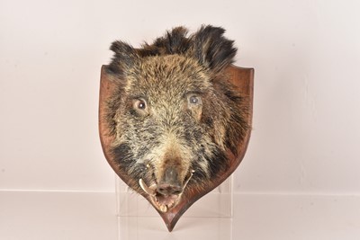 Lot 374 - Taxidermy