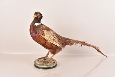 Lot 375 - Taxidermy