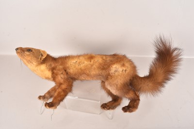 Lot 376 - Taxidermy