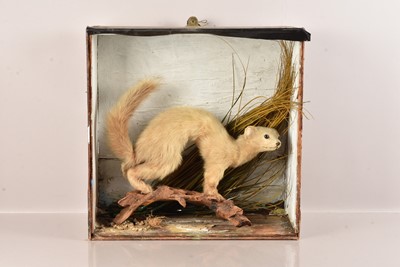 Lot 377 - Taxidermy