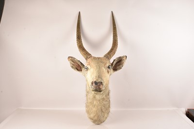 Lot 384 - Taxidermy