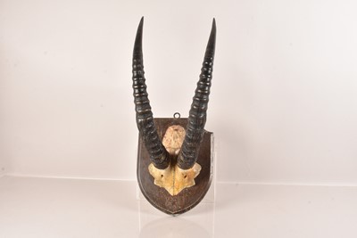 Lot 386 - Taxidermy