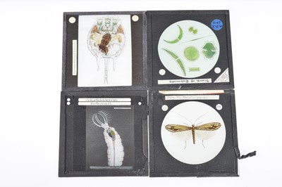 Lot 57 - Approx 80 Entomology 3¼'' Magic Lantern Slides